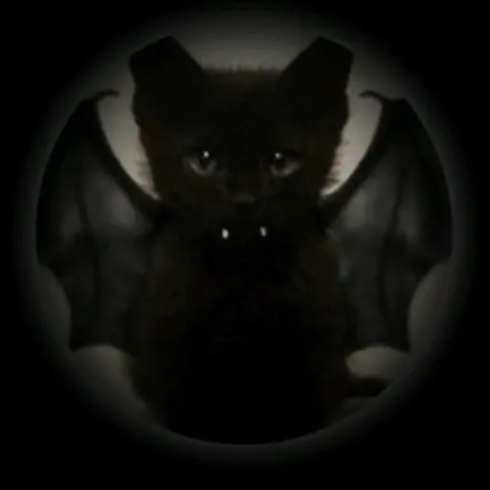 Cute cat